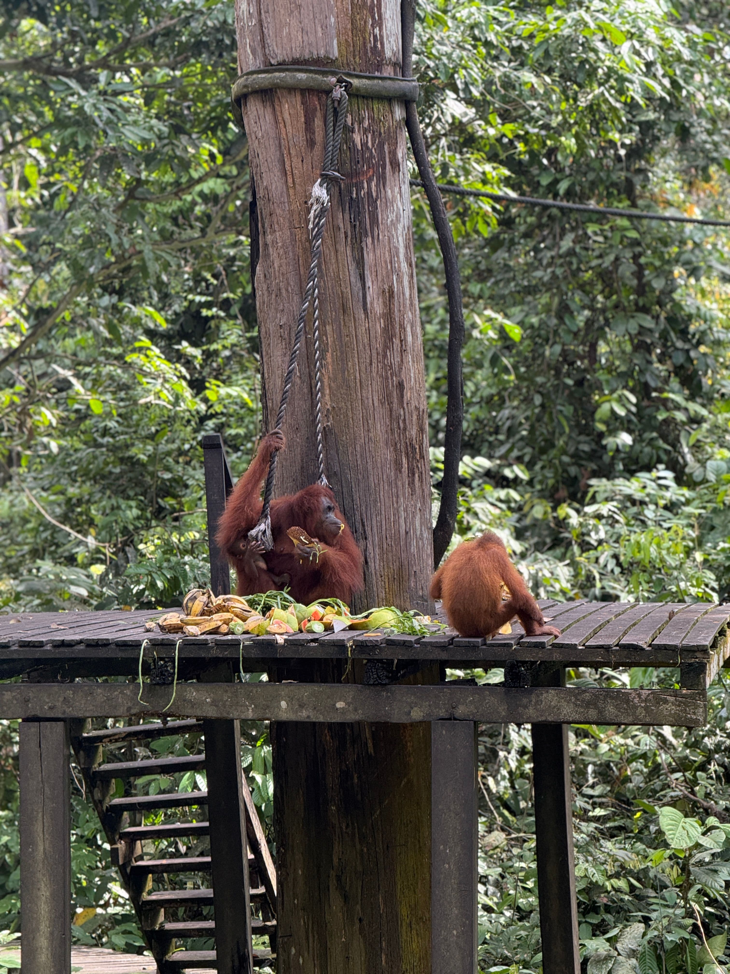 Blog post title image:  Borneo